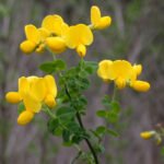 Cytisus_sessilifolius1