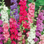 DELPHINIUM_AJACIS_DWARF_MIX