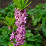 Daphne_mezereum_004