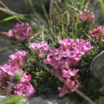 Daphne_petraea_ENBLA01