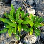 Dauradella_per_la_Mallada_Verda,_Benissa