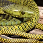 Dendroaspis-jamesoni-Bill-Angola.jpg