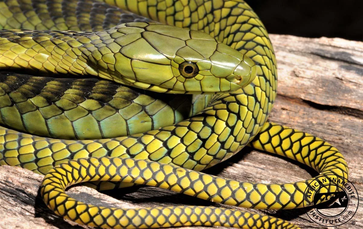 Mamba jamesonova