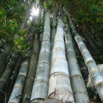 Dendroclimusgiganticas