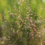 Deschampsiaflexuosa6nbrcg_1024x1024.jpg