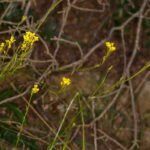 Descurainia preauxiana Mostaza de risco04