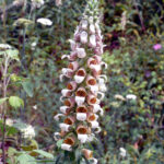 Digitalis_lanata_1