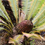 Dioon edule