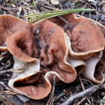 Discina_perlata_MGW739-3