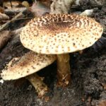 Echinoderma_asperum20061022wa