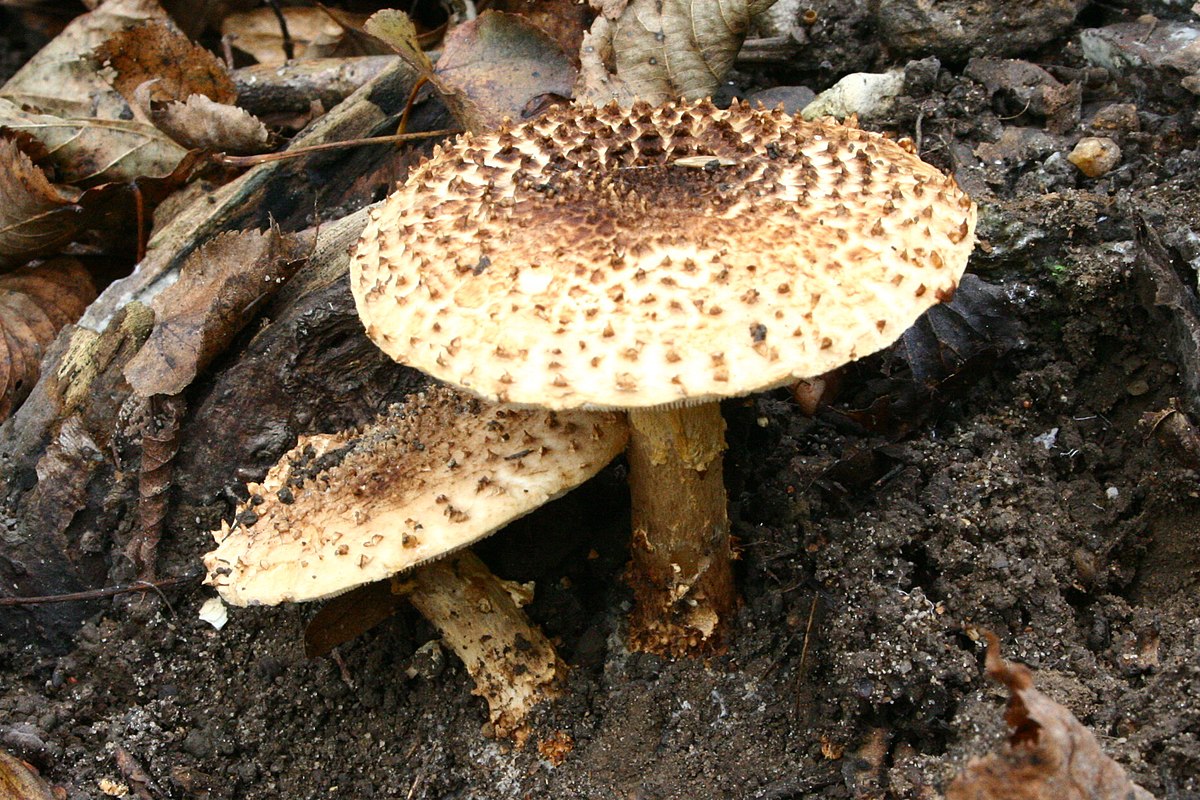 Bedla ostrošupinatá