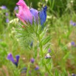 Hadinec jitrocelovitý Echium_plantagineum2