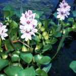 Eichhornia-crassipes