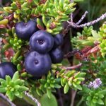 Empetrum_nigrum_a1