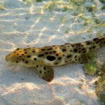 Epaulette_Shark.10cd8d9.width-1200.fa3a9eb