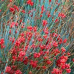 Ephedra fragilis-1000×1000-product_popup.jpg