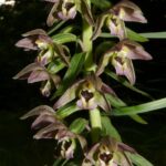 Epipactis_helleborine_130707a