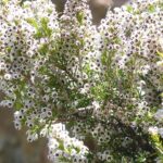 Erica_arborea_JPG1
