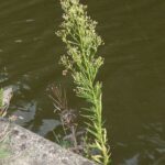 Erigeron_canadensis_from_Britain_by_D_Merrick_14