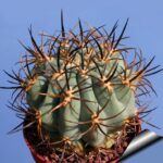 Eriosyce_ceratistes_monte_patria_810
