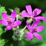 Erodium_January_2008-2