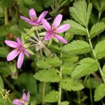 Erodium_moschatum_5Dsr_0200