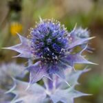 Eryngium_maritimum_3