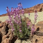 Erysimum_scoparium_Tenerife_1