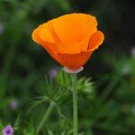 Eschscholzia-californica–Koshy-Koshy–CC-BY