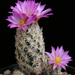 Escobaria_minima
