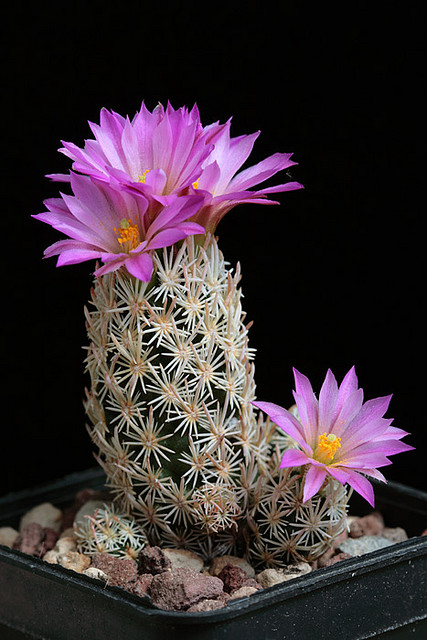 Escobaria