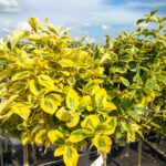 Euonymus-Fortunei-CMELIN-Emerald-Gold-Velky-ockovany-na-kmeni-Latinsky-nazev-ostatni