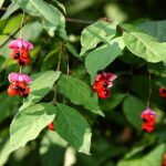 Euonymus_verrucosus_3
