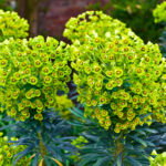 Euphorbia flowering evergreen plant in a garden.