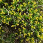 Euphorbia_acanthothamnos_RF