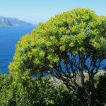Euphorbia_dendroides