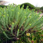 Euphorbia_paralias01