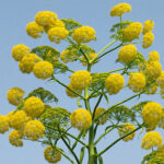 FERULA_COMMUNIS