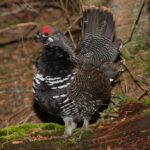 Falcipennis-canadensis-002