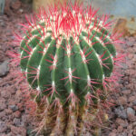 Ferocactus_haematacanthus
