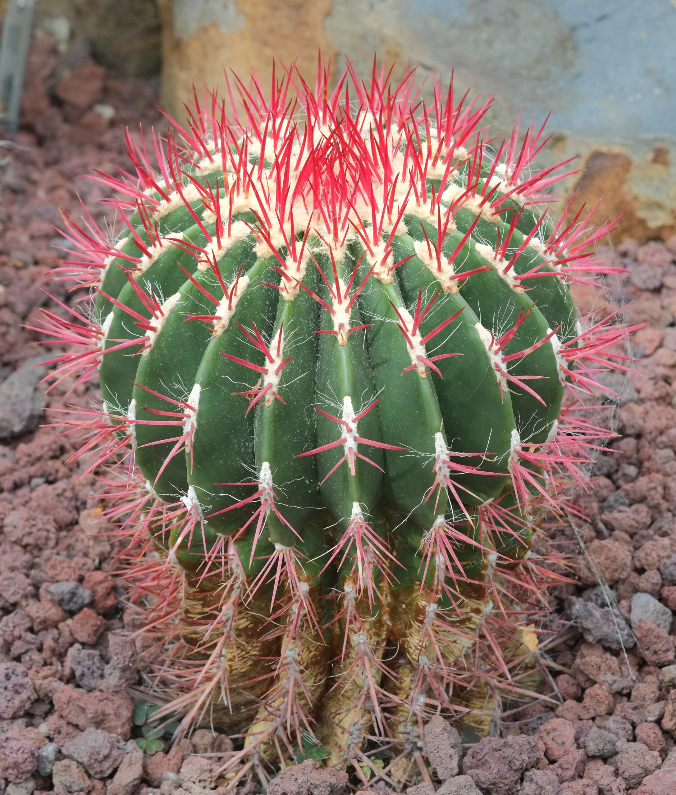 Ferocactus