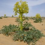 Ferula_assa-foetida_-_Kyzylkum_(1)