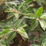 Ficus_elastica_leaves_02