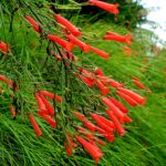 FireCrackerPlant