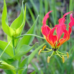 Flame_Lily