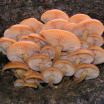 Flammulina_velutipes_04