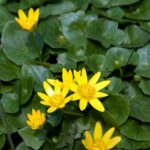 Flowers_(2425723494)_cropped