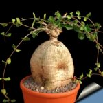 Fockea_edulis_810