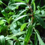 Forrskahlea_angustifolia.