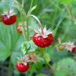 Fragaria_vesca_close-up_4-e1543245583203